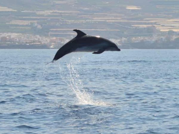 costa adeje dolphin watching tenerife